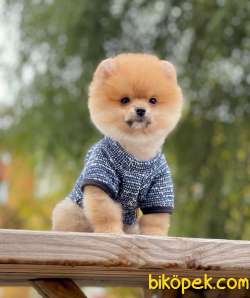 Orjinal Pomeranian  BooYavrular 2