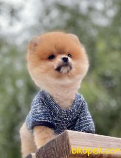 Orjinal Pomeranian  BooYavrular 1
