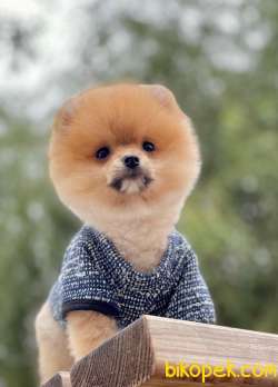 Orjinal Pomeranian  BooYavrular 3