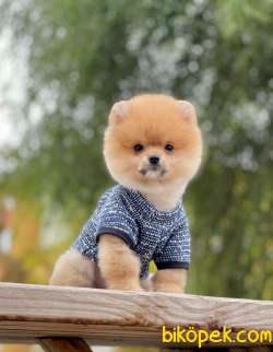 Orjinal Pomeranian  BooYavrular 4