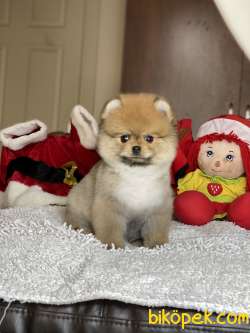 ORJİNAL POMERANİAN Teddy Bear 2