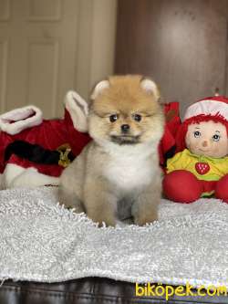 ORJİNAL POMERANİAN Teddy Bear 1
