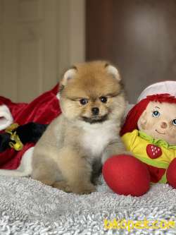 ORJİNAL POMERANİAN Teddy Bear 3