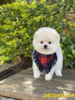 ORJİNAL POMERANİAN TEDDY BEAR 1