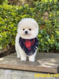 ORJİNAL POMERANİAN TEDDY BEAR 2