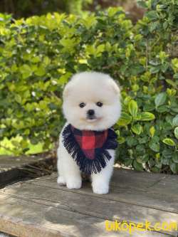ORJİNAL POMERANİAN TEDDY BEAR 3