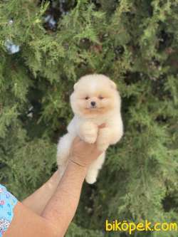ORJİNAL POMERANİAN TEDDY BEAR 2