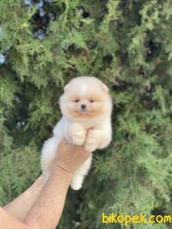 ORJİNAL POMERANİAN TEDDY BEAR 1