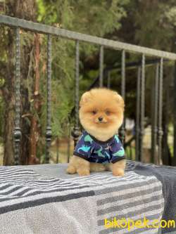 ORJİNAL POMERANİAN TEDDY BEAR 2