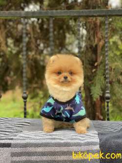 ORJİNAL POMERANİAN TEDDY BEAR 3