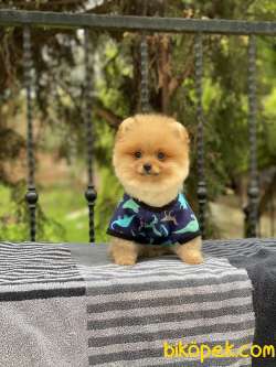 ORJİNAL POMERANİAN TEDDY BEAR 1