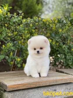 ORJİNAL POMERANİAN TEDDY BEAR 3
