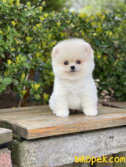 ORJİNAL POMERANİAN TEDDY BEAR 1
