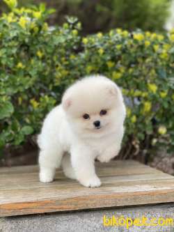 ORJİNAL POMERANİAN TEDDY BEAR 2
