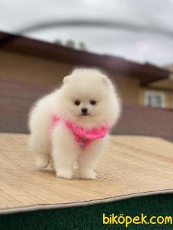 ORJİNAL POMERANİAN TEDDY BEAR 1