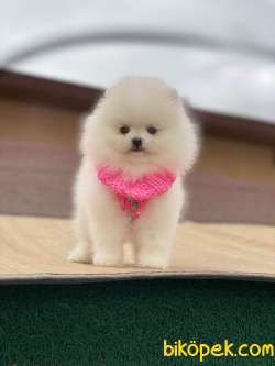 ORJİNAL POMERANİAN TEDDY BEAR 2