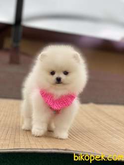 ORJİNAL POMERANİAN TEDDY BEAR 3