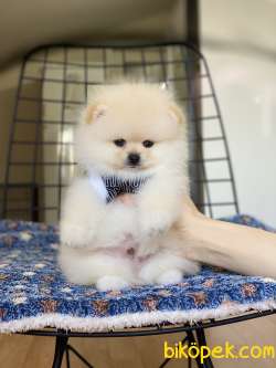 ORJİNAL POMERANİAN TEDDY BEAR 1