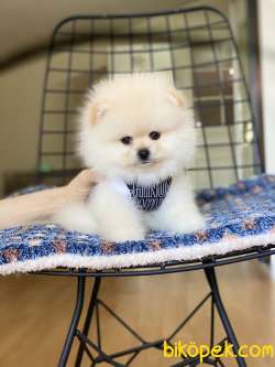 ORJİNAL POMERANİAN TEDDY BEAR 3
