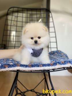 ORJİNAL POMERANİAN TEDDY BEAR 2
