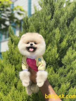 ORJİNAL POMERANİAN TEDDY FACE 3