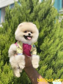 ORJİNAL POMERANİAN TEDDY FACE 2
