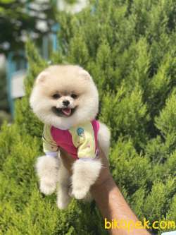 ORJİNAL POMERANİAN TEDDY FACE 1