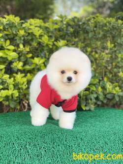 ORJİNAL POMERANİAN Teddy Face 3