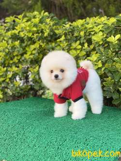 ORJİNAL POMERANİAN Teddy Face 2