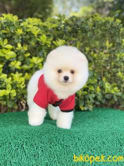 ORJİNAL POMERANİAN Teddy Face 1
