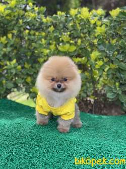 ORJİNAL POMERANİAN TEDDY FACE 3
