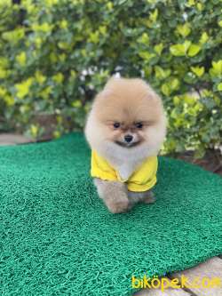 ORJİNAL POMERANİAN TEDDY FACE 2