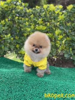 ORJİNAL POMERANİAN TEDDY FACE 1
