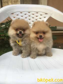 ORJİNAL POMERANİAN Teddy Face 1