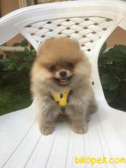 ORJİNAL POMERANİAN Teddy Face 3