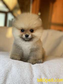 ORJİNAL POMERANİAN TEDDY FACE 3
