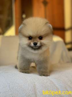 ORJİNAL POMERANİAN TEDDY FACE 1