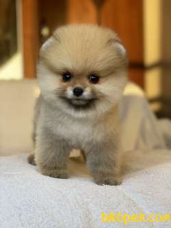 ORJİNAL POMERANİAN TEDDY FACE 2