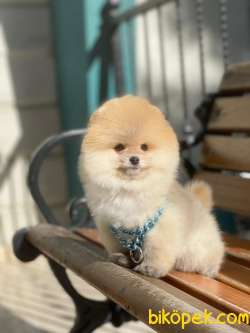 ORJİNAL POMERANİAN TEDDY FACE 2
