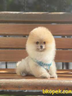 ORJİNAL POMERANİAN TEDDY FACE 3