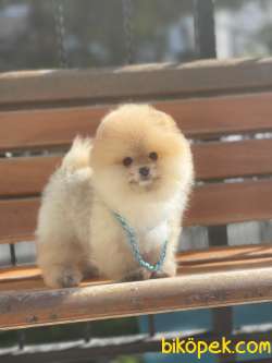 ORJİNAL POMERANİAN TEDDY FACE 1