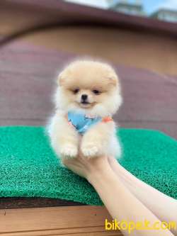 Orjinal Pomeranian Yavrular 3