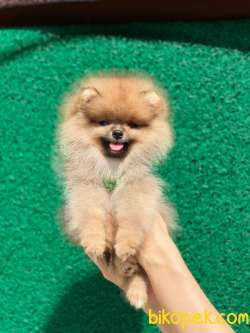 Orjinal Pomeranian Yavrular 2