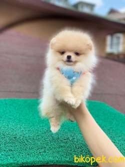 Orjinal Pomeranian Yavrular 4