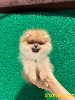 Orjinal Pomeranian Yavrular 1