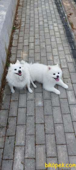 Orjinal Pomerian 2