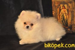 ORJİNAL POMERİAN BOO 3