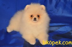 ORJİNAL POMERİAN BOO 4