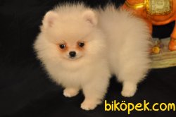 ORJİNAL POMERİAN BOO 2