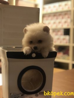 Orjinal Pomerian Boo 1